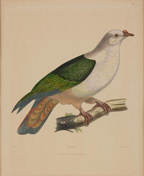 A set of eight plates from "Iconographie des pigeons" by Charles Lucien Bonaparte.