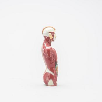 ANATOMISK MODELL, 1900-talets slut.