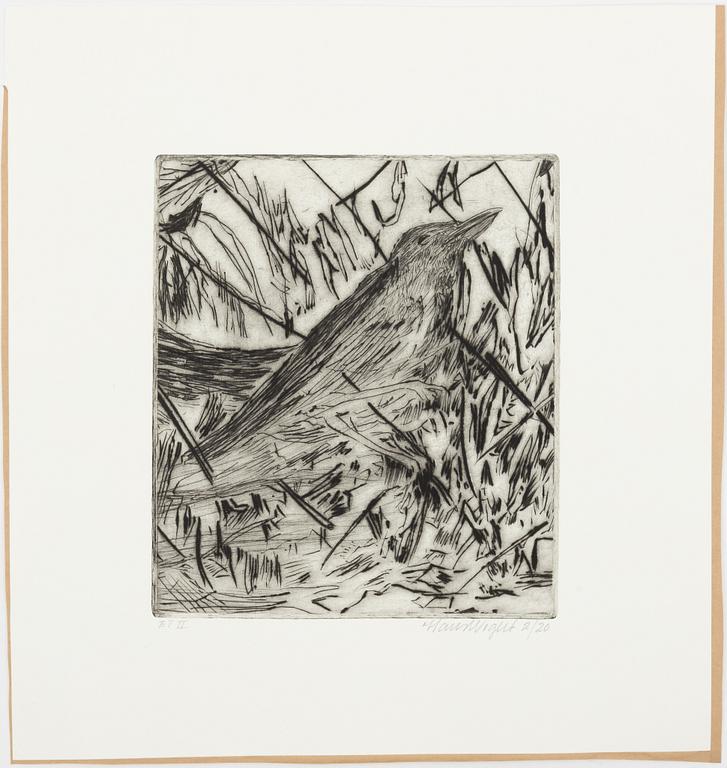 Hans Wigert, fågel.