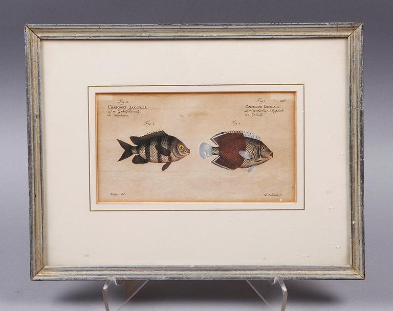 HANDKOLORERADE KOPPARSTICK, 3 st. Ur "Allgemeine Naturwissenschaft der Fische", utgiven Berlin 1782-95.