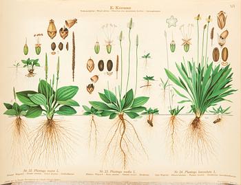 Emil Korsmo, 24 lithographic weed posters.