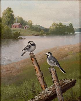 FERDINAND VON WRIGHT, WHITE WAGTAILS.