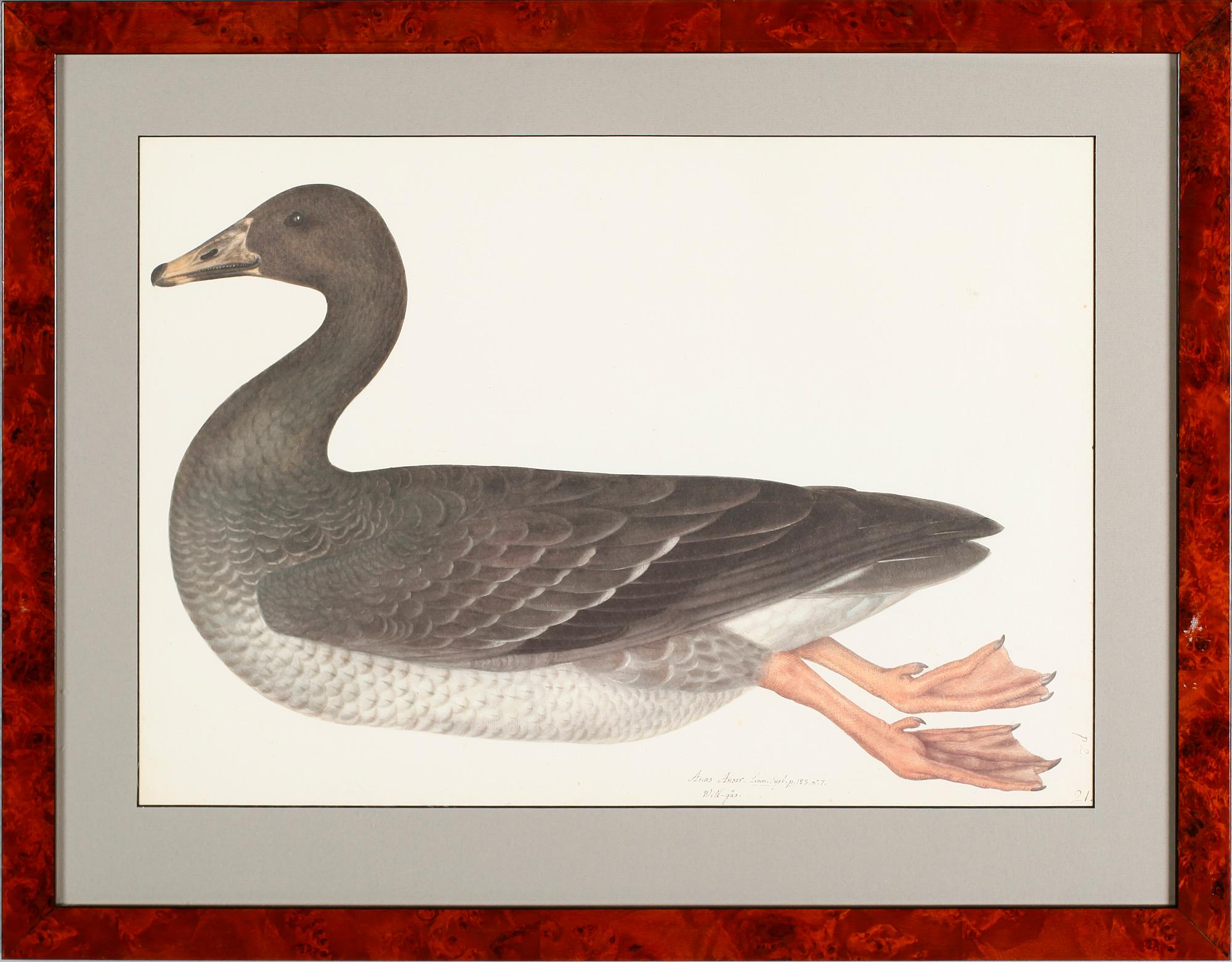 RUDBECK, OLOF D.Y, efter, 5 st, faksimil av fågelplanscher, 1900-talets andra hälft.