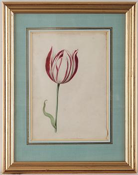 Jacob Marrel Attributed to, Study of flowers (7).