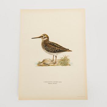 LITOGRAFISKA TRYCK, 40 st, bl.a. Magnus och Wilhelm von Wright, ur Svenska Fåglar, Börtzells AB, Stockholm.