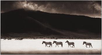 141. Nick Brandt, "Zebras Crossing Lake, Ngorongoro Crater, 2000".