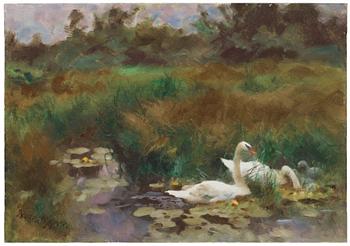 719. Bruno Liljefors, Swans among yellow water lilies.