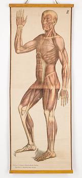 SKOLPLANSCH, 1900-tal. N.J. Gumperts Skolmaterialhandel, Göteborg.