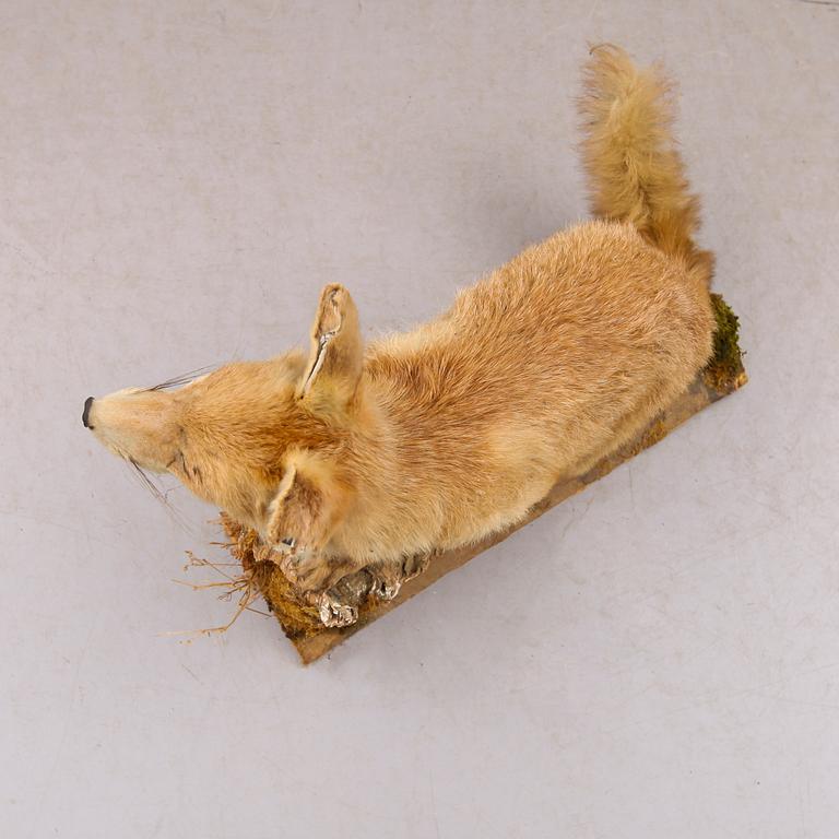 TAXIDERMI: räv, England, 1900-talets första hälft.