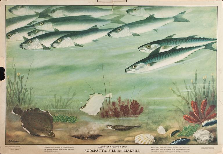 SKOLPLANSCHER, 5 st, 1900-tal.