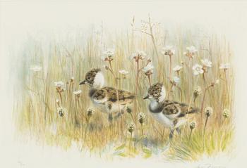 Lars Jonsson, Bird Chicks in the Green.