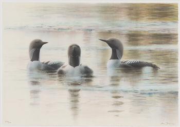 Lars Jonsson, Great Northern Diver.