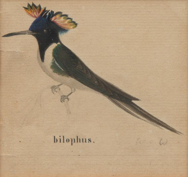 Pencil and watercolour, signed W.v.W.