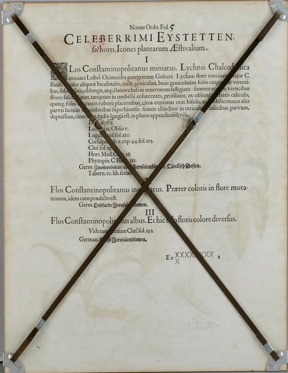 KOPPARSTICK, Basilius Besler, Tyskland troligen 1600-tal.