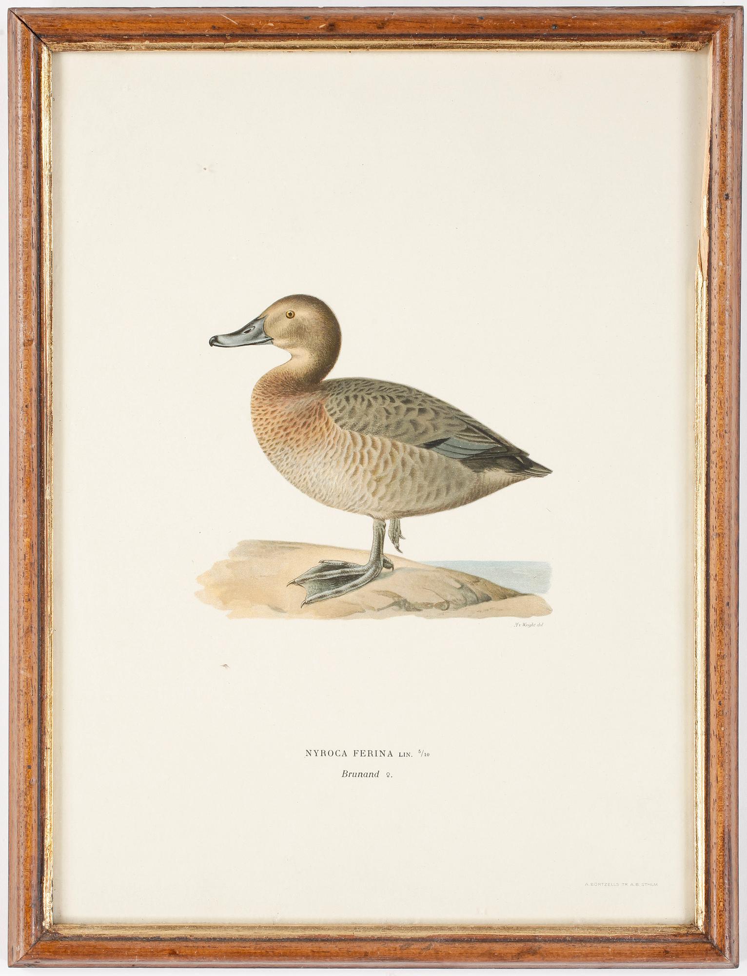 GRAFISKA BLAD, 4 st, A. Börtzells TR AB Stockholm.