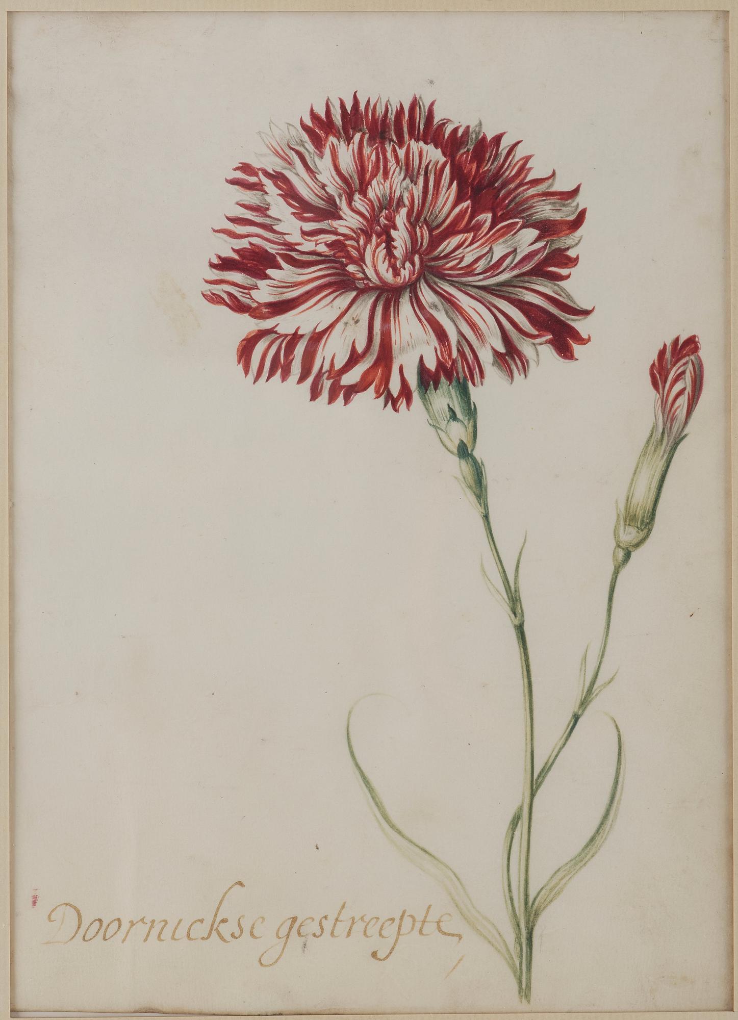 Jacob Marrel Attributed to, Study of flowers (7).