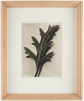 Karl Blossfeldt, "Urformen der Kunst", 1928 (22 st).