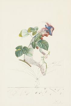 Salvador Dalí, "Framboisier (Raspberry bush)", ur: "Flordali (The Fruits)".