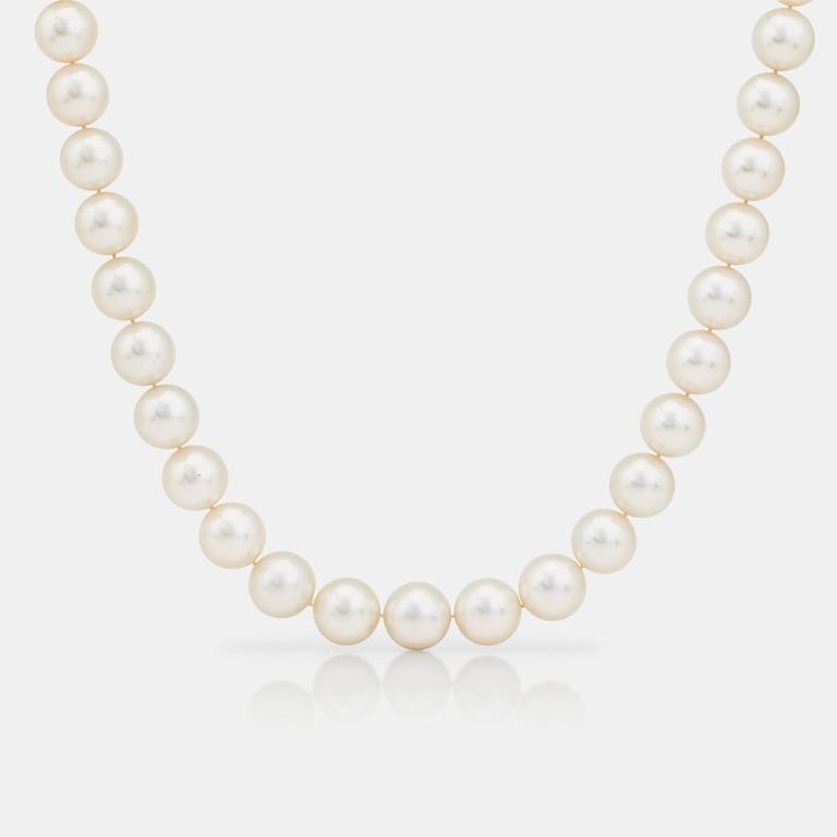 A cultured South Sea pearl collier.