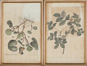 GRAVYRER, 8 st, ur Flora Danica, 1800-tal.
