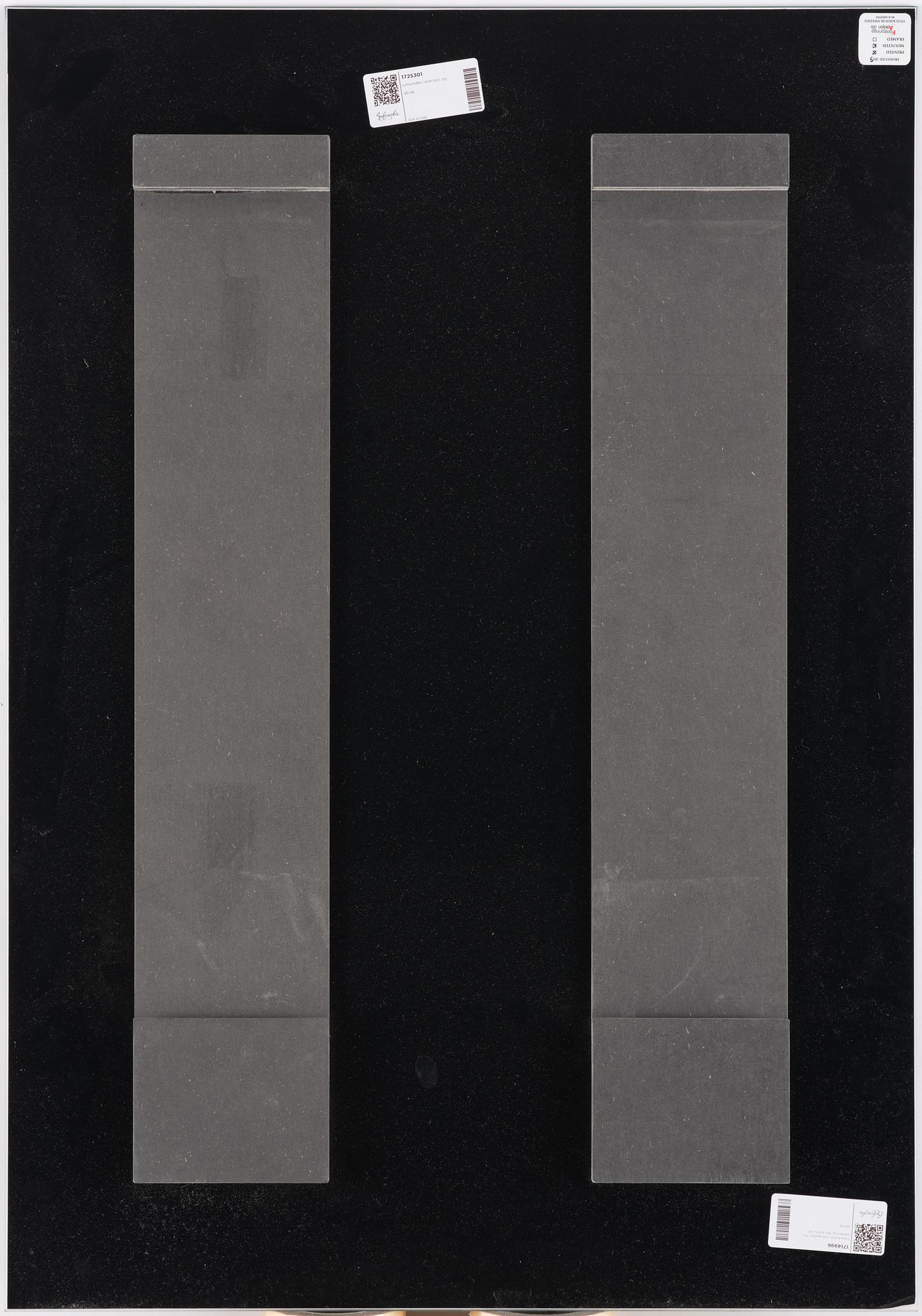 Lena Koller, "Tång", 2013.