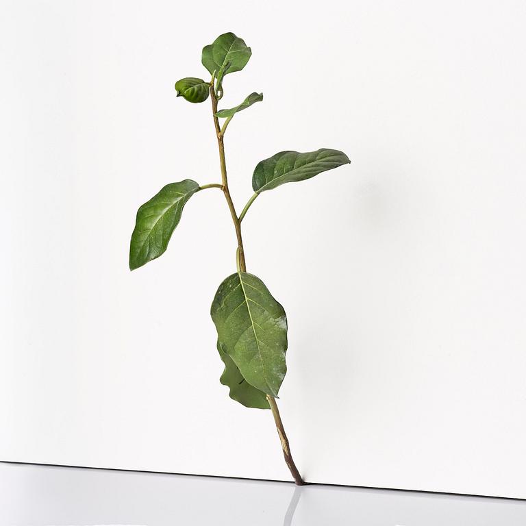 Tony Matelli, "Weed #424".