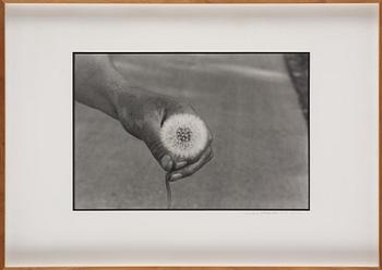 Cecilia Edefalk, "Dandelion", 2014.
