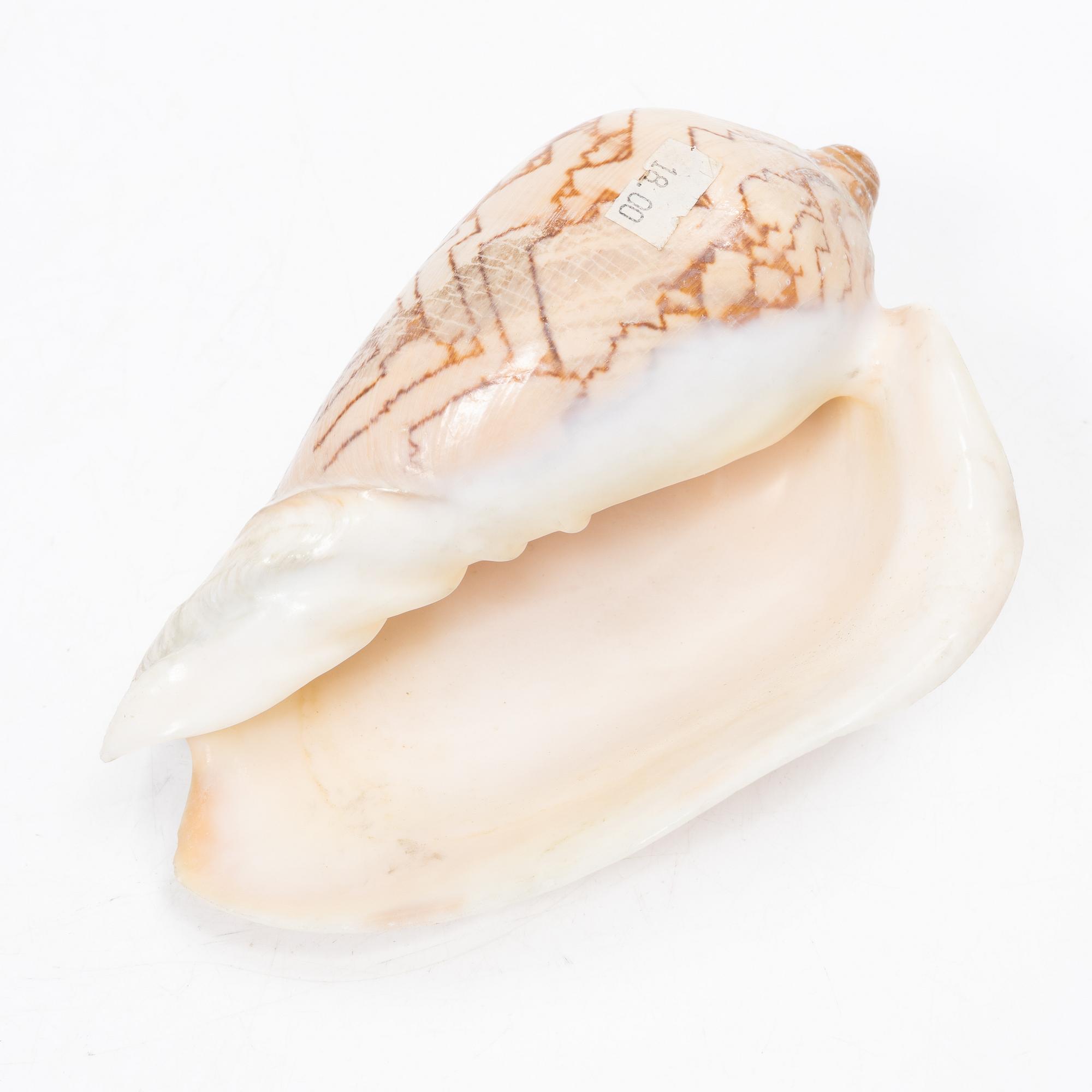 Firma Svenskt Tenn, shells 4 pcs, including one Nautilus shell with a brass mount.