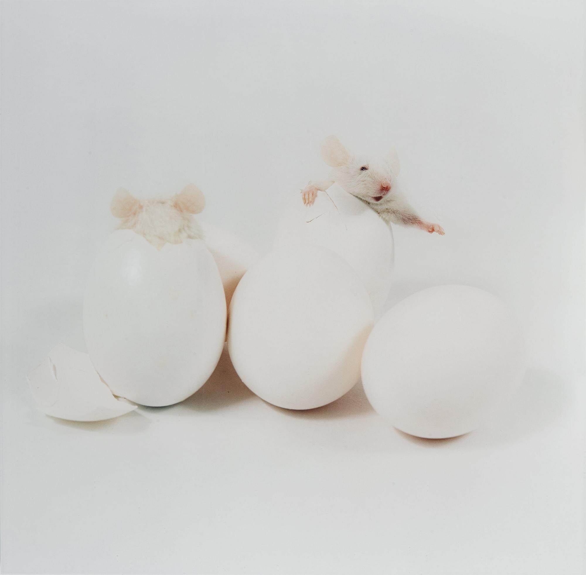 Nathalia Edenmont, "Happy", 2003-06.