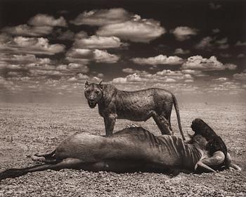 236. Nick Brandt, "Lion and Wildebeest, Amboseli, 2012".