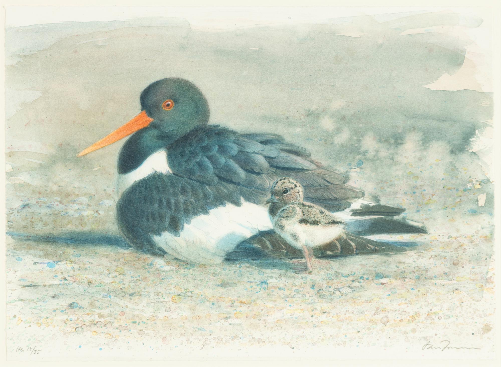 Lars Jonsson, Oystetrcatcher.