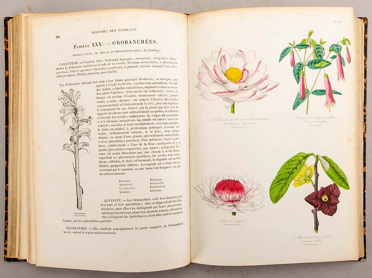 Emmanuel Le Maout, book 'Botanique. Organographie... Histoire naturalle', Paris 1855.