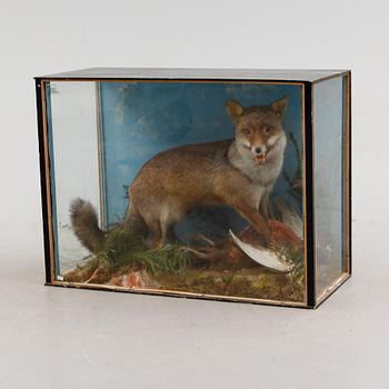 DIORAMA, med uppstoppad räv och fasan, 1900-talets första hälft.