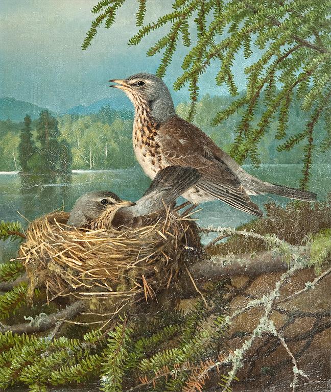 Ferdinand von Wright, BIRDS AT THE NEST.