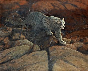 131. Lennart Sand, Snow Leopard.