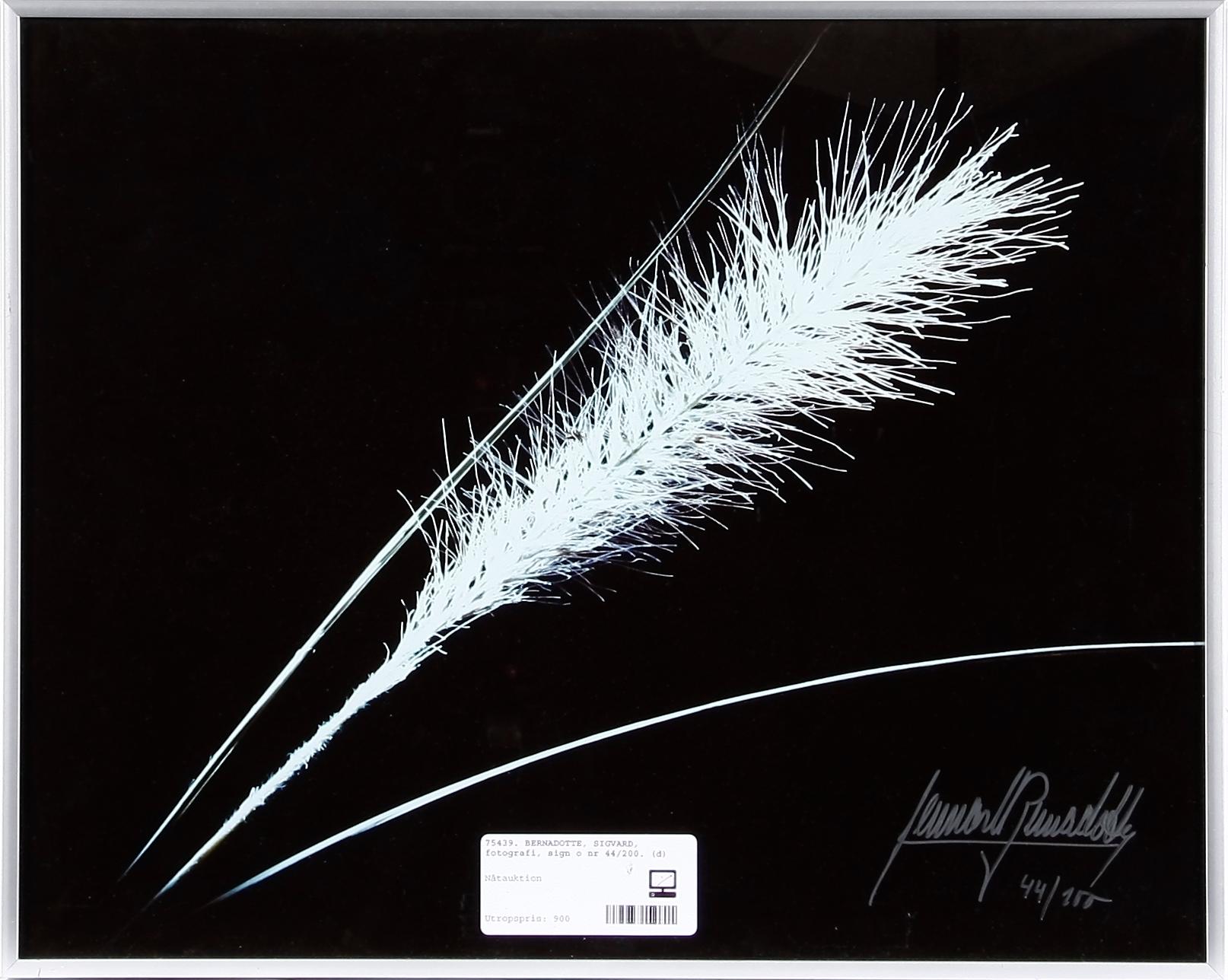 BERNADOTTE, LENNART, fotografi, sign o nr 44/200.