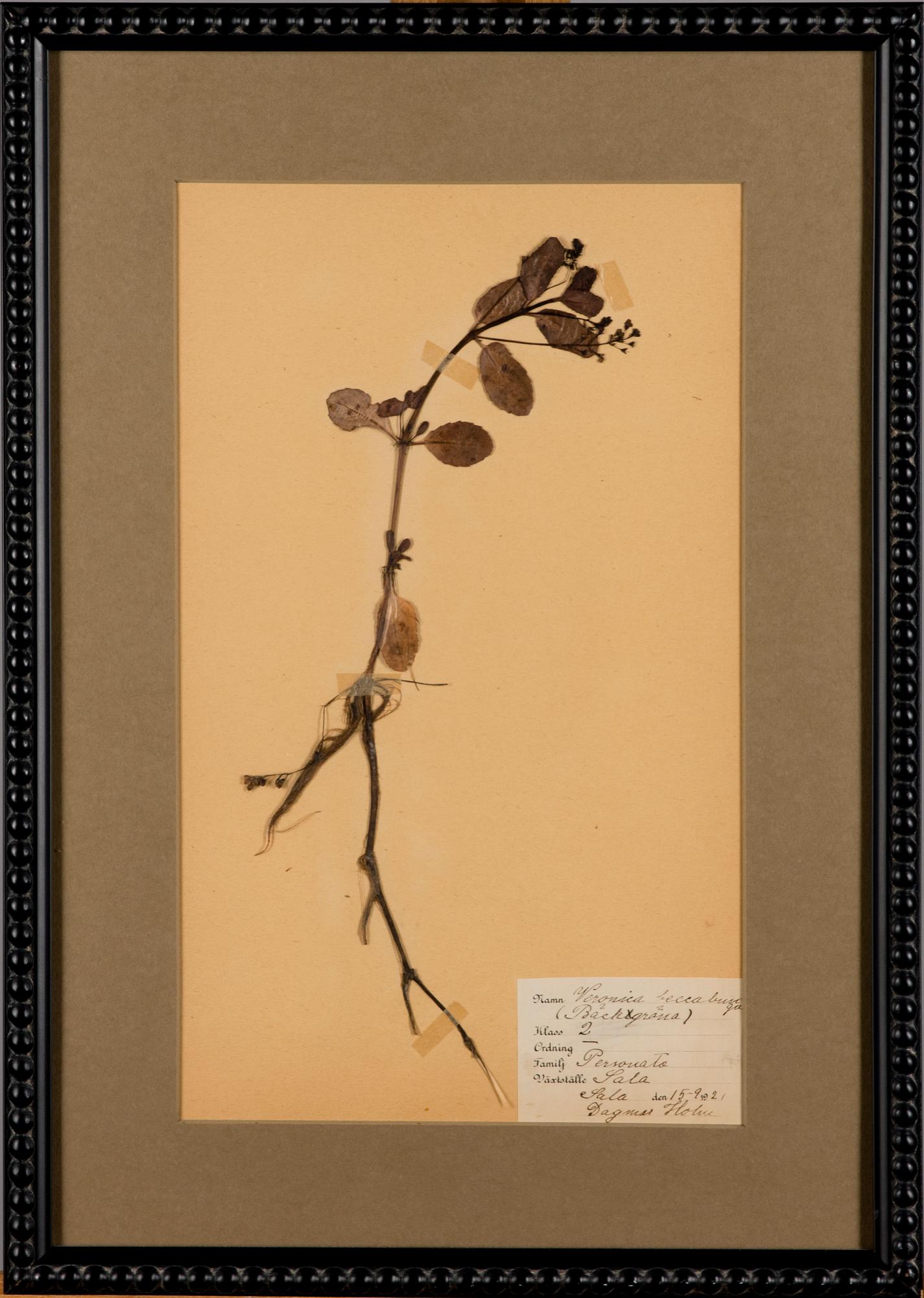 BOTANISKA TAVLOR, 4 st, Sverige, 1920-30-tal.