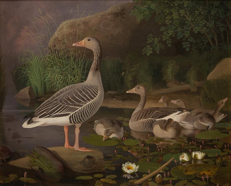 FERDINAND VON WRIGHT, "GRÅGÅSFAMILJ".