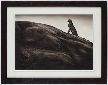 Nick Brandt, "Cheetah on Rock, Serengeti, 2001".