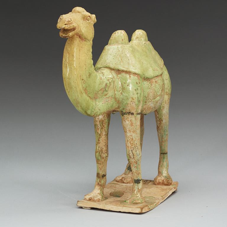 A potted green glazed figure of a camel, Tang dynasty, (618-907).