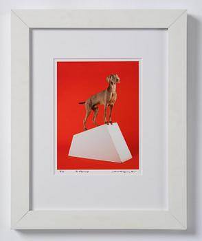 William Wegman, "So inclined".