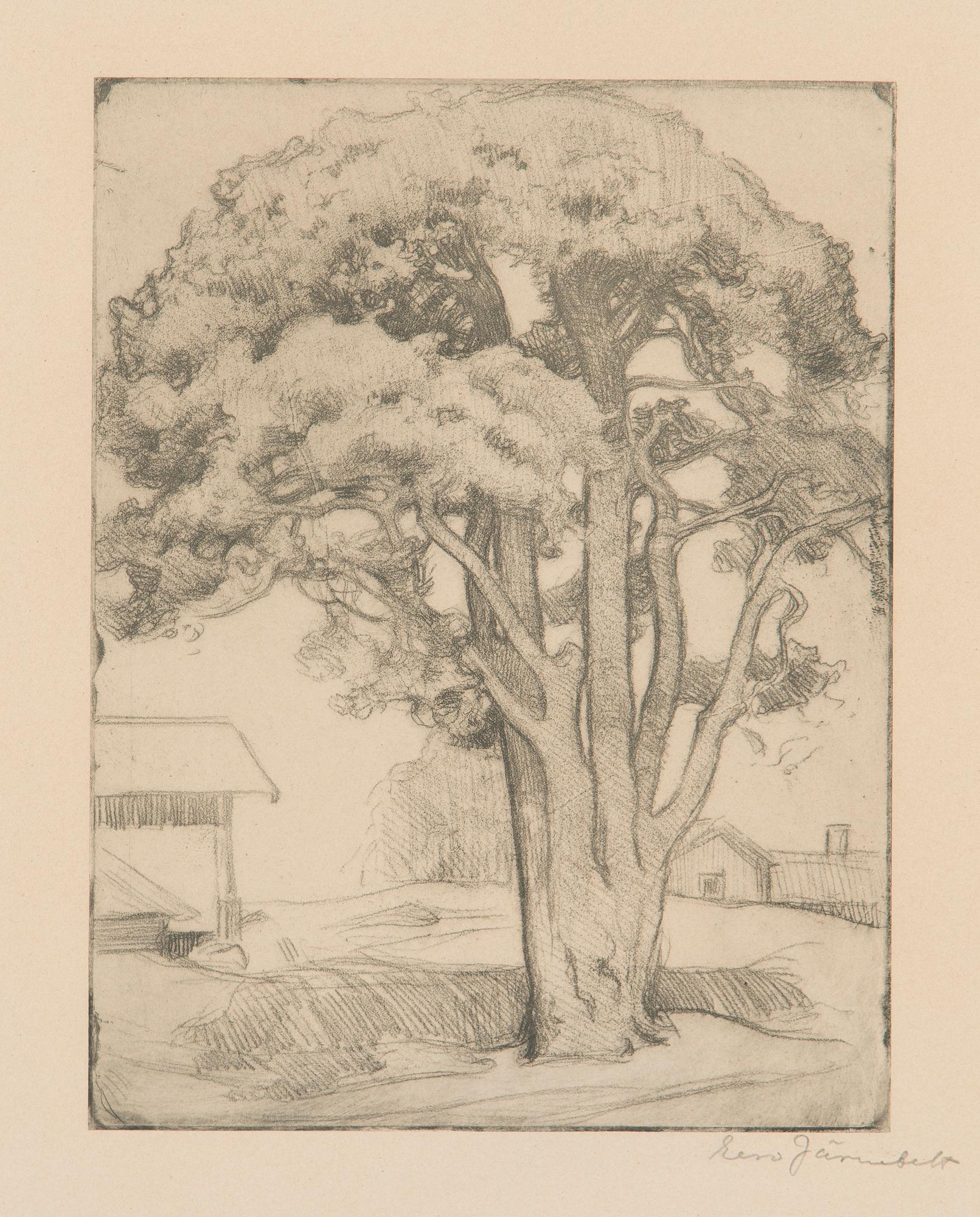 Eero Järnefelt, An old tree.