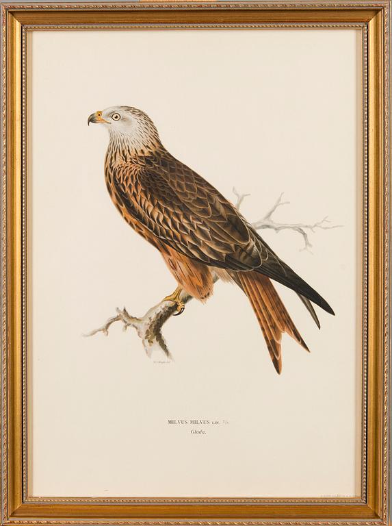 LITHOGRAPHS, 4 pcs, after Wilhelm von Wright and Bror Hallberg. A. Börtzell, Stockholm.