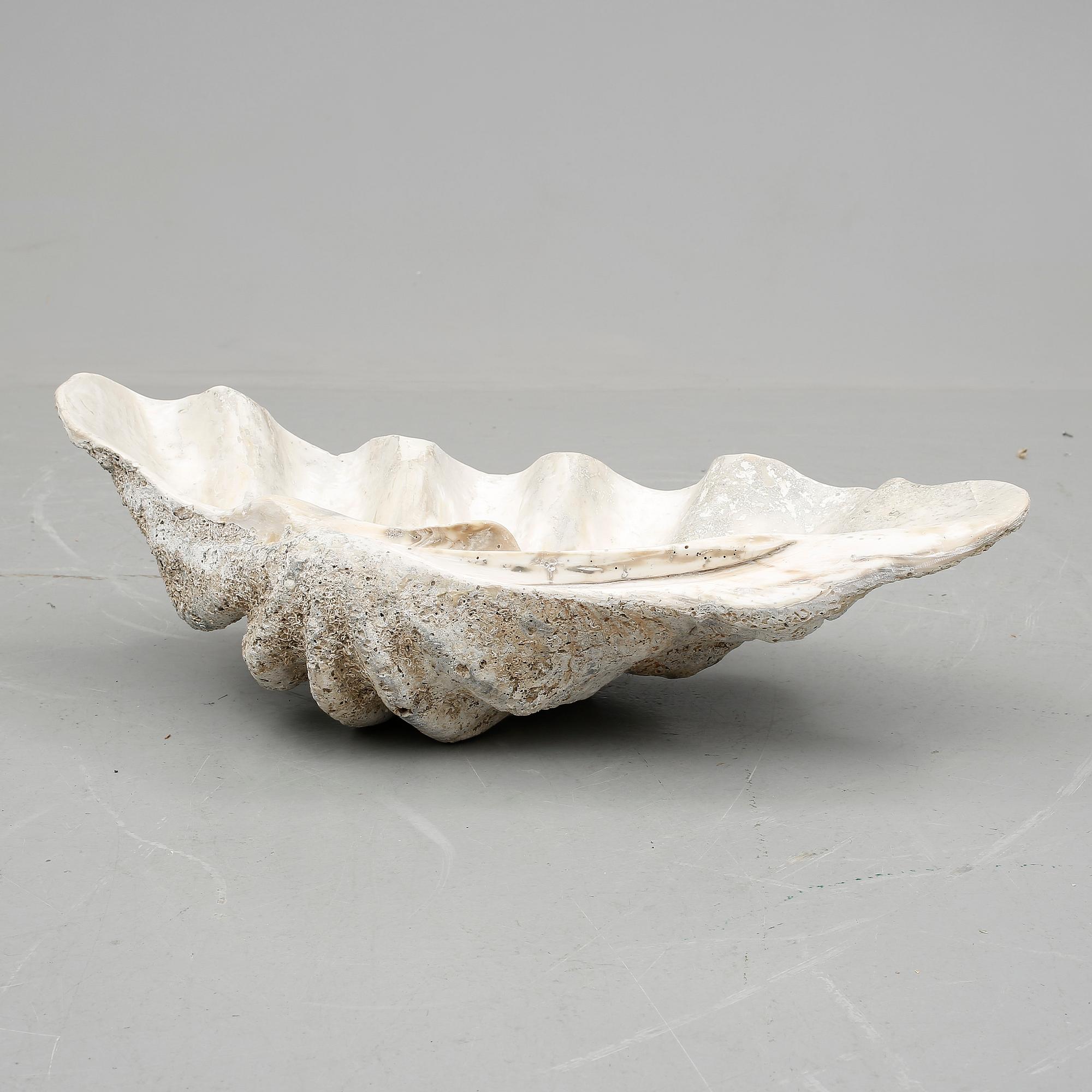 MUSSLA, fossil.