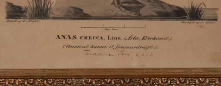 FÄRGLITOGRAFI, Wilhelm von Wright, ur verket "Svenska Foglar", daterad 1828, Stentryck af C. v. Schéete.