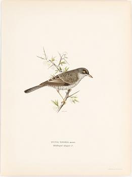 LITHOGRAPH, 30 pcs, after von Wright, Magnus, Wilhelm and Ferdinand & Hallberg, Bror. A. Börtzell, Stockholm.