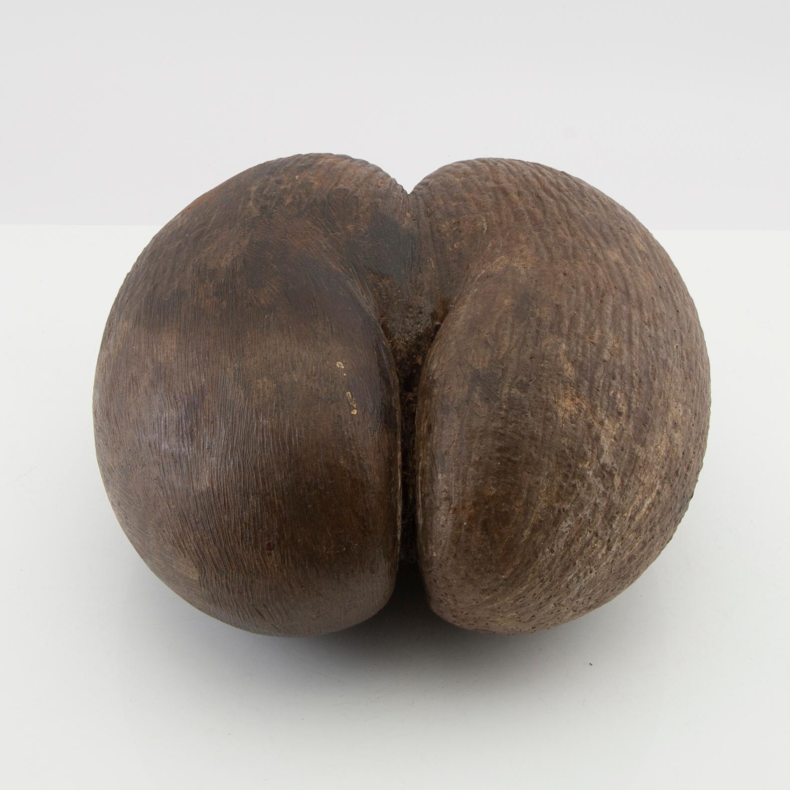 Dubbelkokosnöt, så kallad Coco de Mer, Lodoicea maldivica.