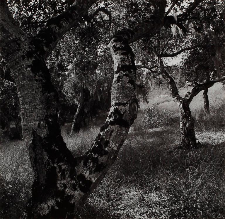 Ansel Adams, "Garland Park, Carmel Valley, California", 1972.