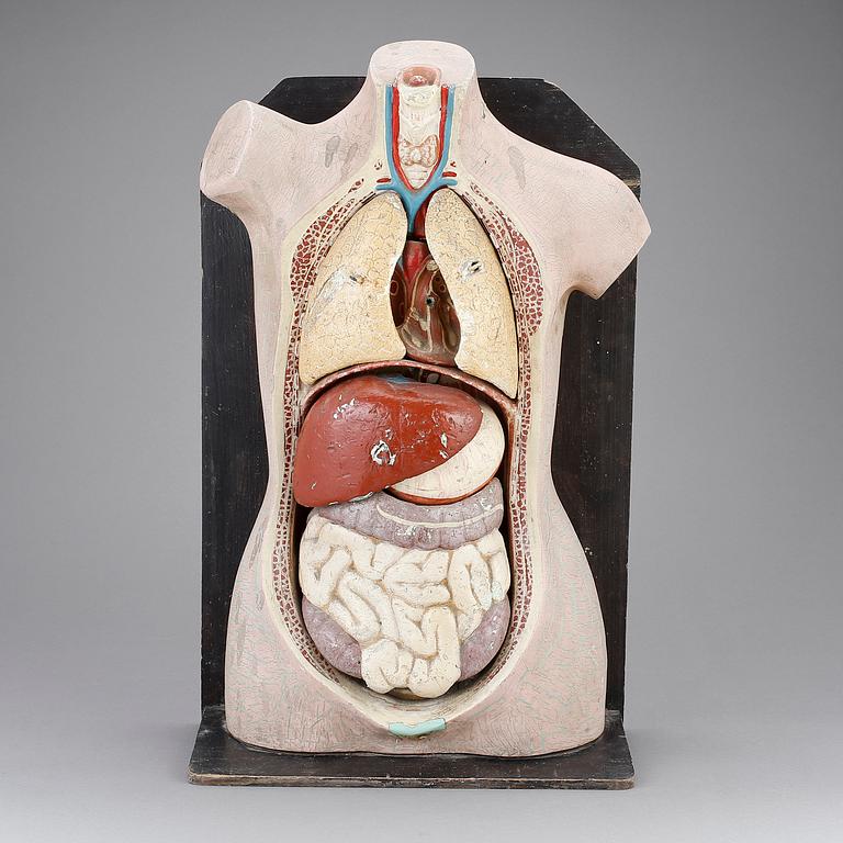 ANATOMISK BYST, 1900-tal.