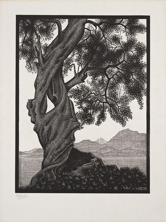 Maurits Cornelis Escher, ”Old olive tree, Corsica”.